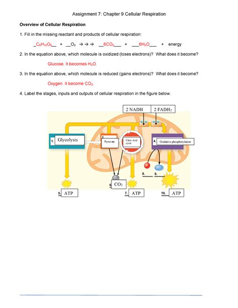 cellular respiration 9. . Chapter 9 cellular respiration and fermentation answer key